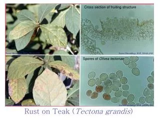 Rust on Teak ( Tectona grandis )