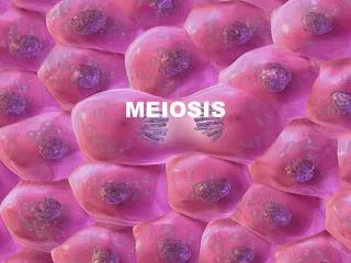 MEIOSIS