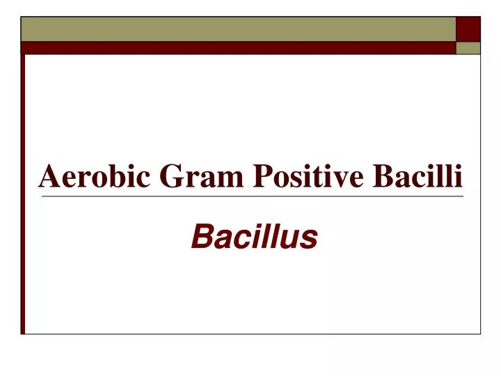 aerobic gram positive bacilli