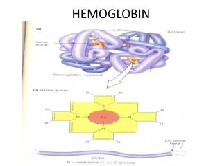 HEMOGLOBIN