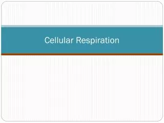 cellular respiration
