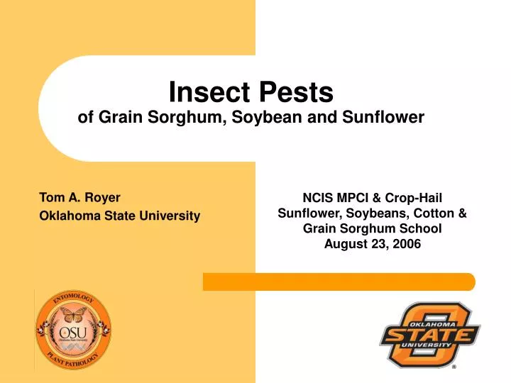 insect pests of grain sorghum soybean and sunflower