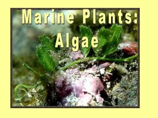 Marine Plants: Algae