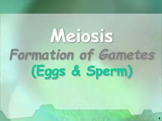 Meiosis Formation of Gametes (Eggs &amp; Sperm)