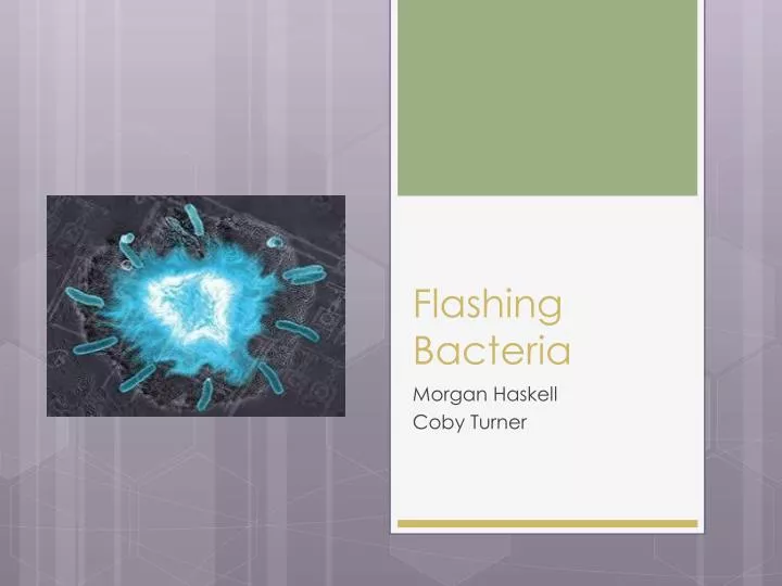 flashing bacteria
