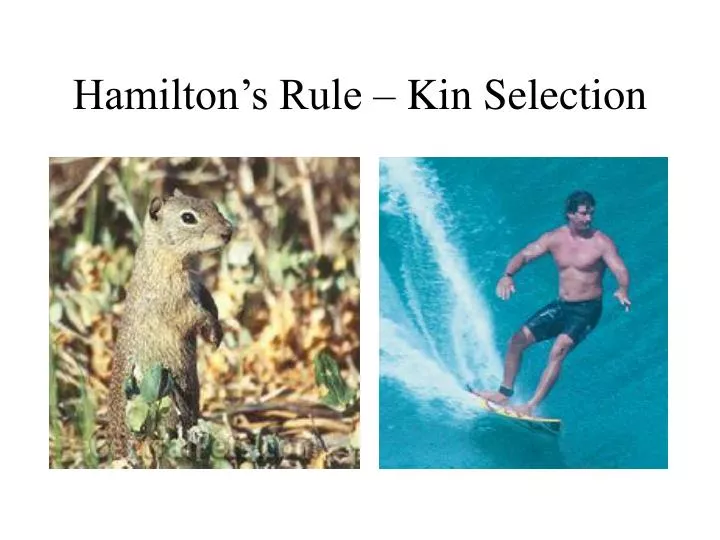 hamilton s rule kin selection