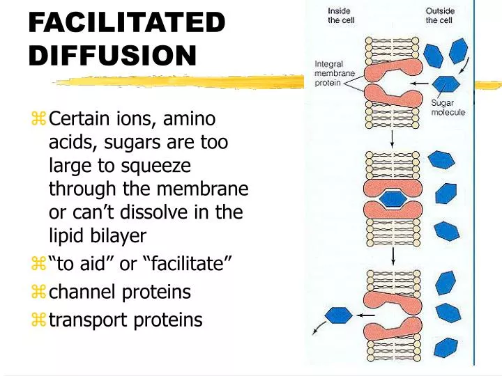 facilitated diffusion