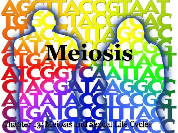 PPT - Meiosis PowerPoint Presentation, free download - ID:1824618