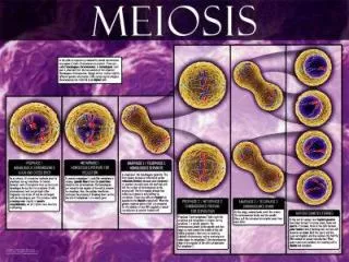 Meiosis is a one way process unlike mitosis.