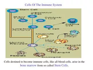 Cells Of The Immune System