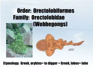 Order: Orectolobiformes Family: Orectolobidae 			(Wobbegongs)