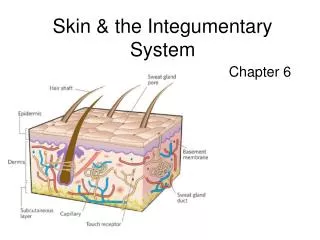 Skin &amp; the Integumentary System