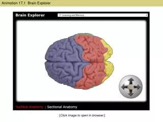 Animation 17.1 Brain Explorer