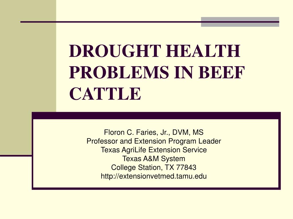 PPT - DROUGHT HEALTH PROBLEMS IN BEEF CATTLE PowerPoint Presentation ...