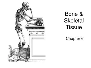 Bone &amp; Skeletal Tissue