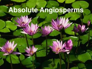 Absolute Angiosperms
