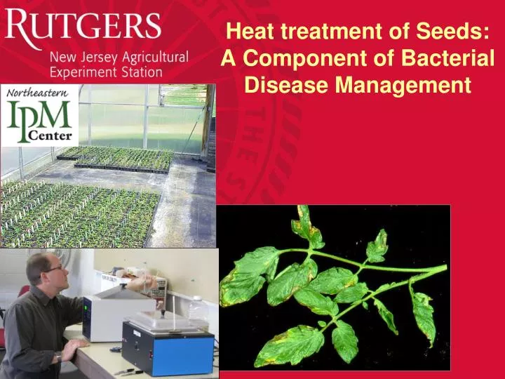 heat treatment of seeds a component of bacterial disease management