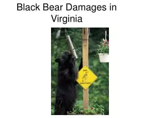 Black Bear Damages in Virginia