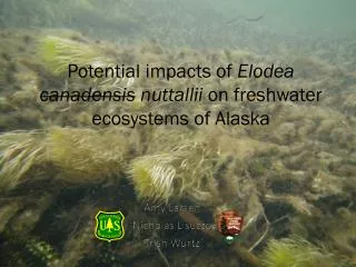Potential impacts of Elodea canadensis nuttallii on freshwater ecosystems of Alaska
