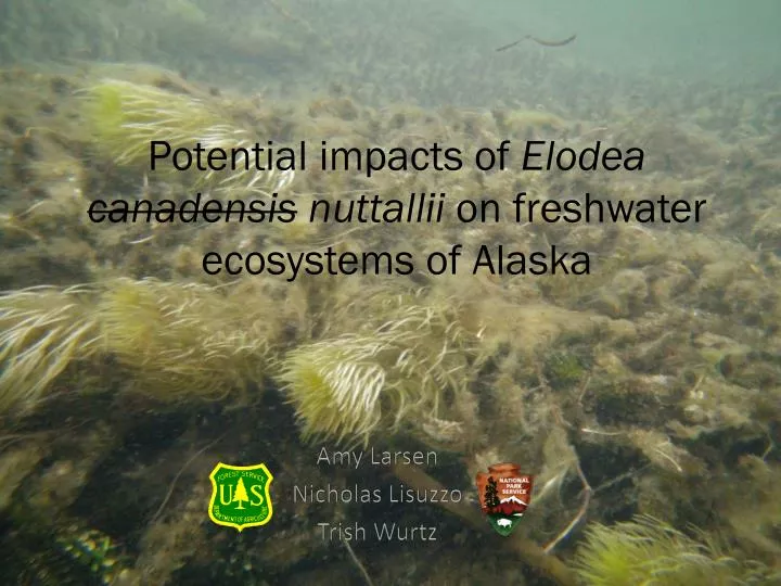 potential impacts of elodea canadensis nuttallii on freshwater ecosystems of alaska
