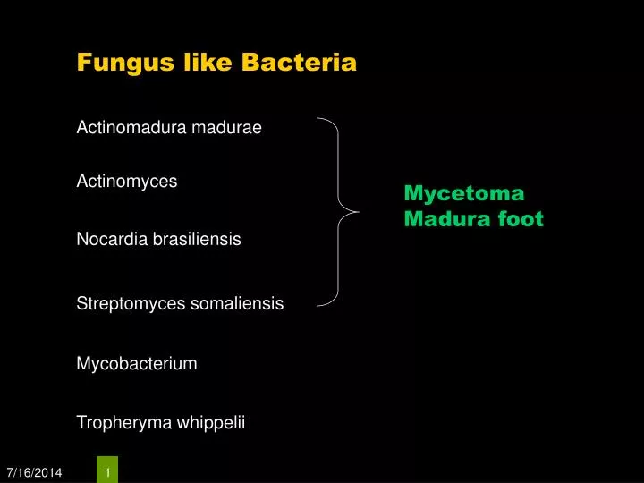 fungus like bacteria