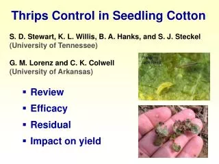 Review Efficacy Residual Impact on yield