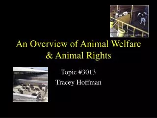 An Overview of Animal Welfare &amp; Animal Rights