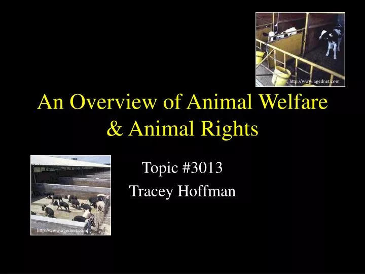 an overview of animal welfare animal rights