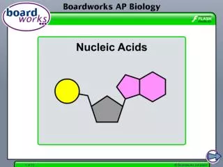 Introduction to nucleotides