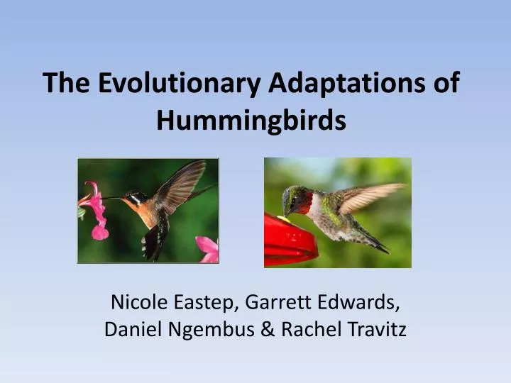 the evolutionary adaptations of hummingbirds