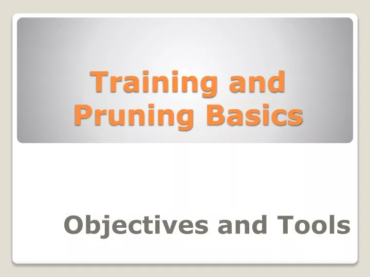 training and pruning basics