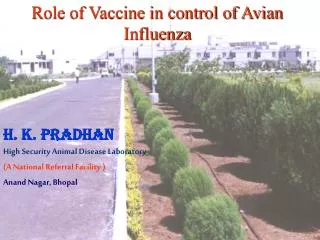 Role of Vaccine in control of Avian Influenza