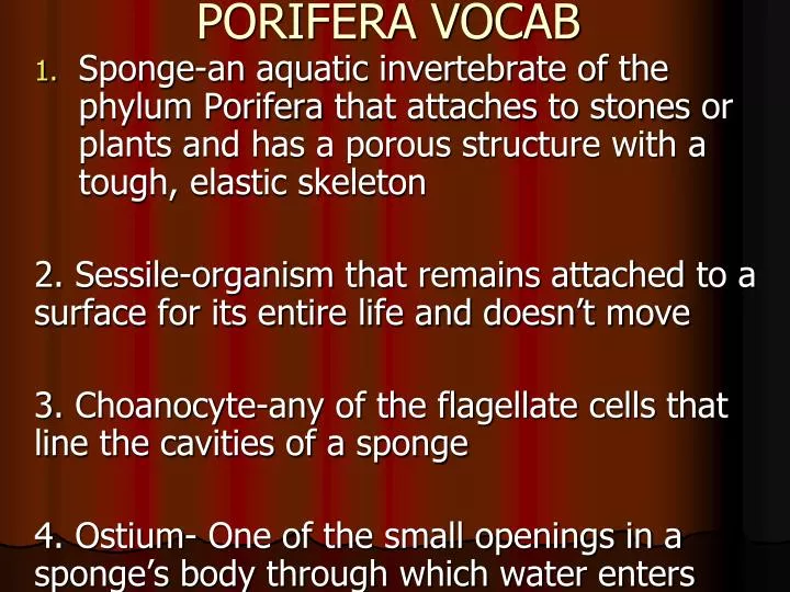 porifera vocab