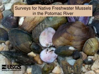 Surveys for Native Freshwater Mussels in the Potomac River