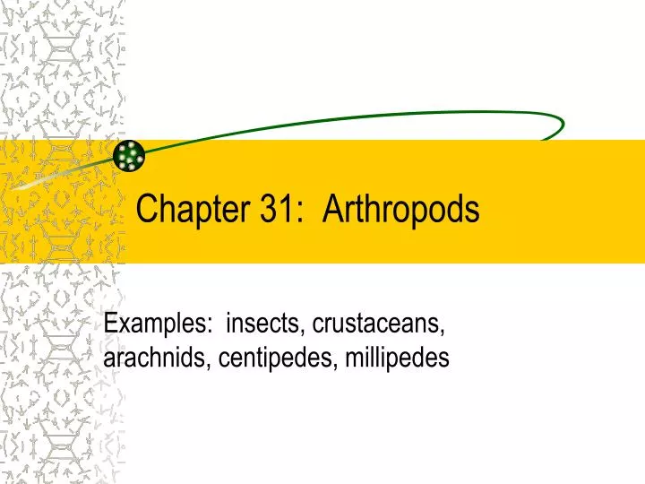 chapter 31 arthropods