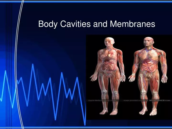 body cavities and membranes