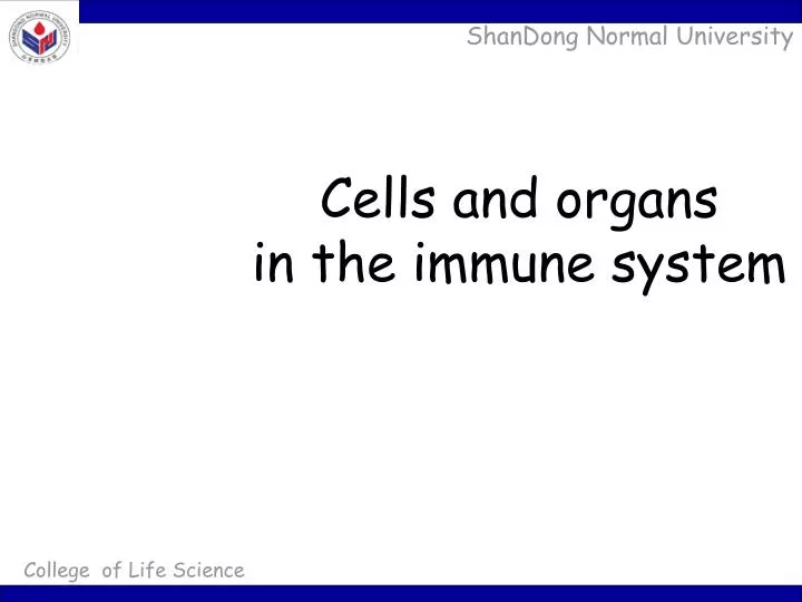 cells and organs in the immune system