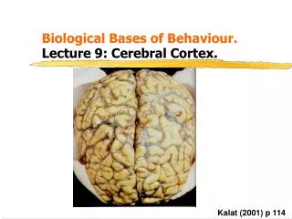 Biological Bases of Behaviour. 			 Lecture 9: Cerebral Cortex.