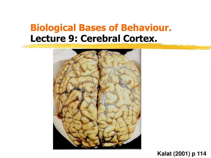 biological bases of behaviour lecture 9 cerebral cortex