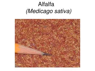 Alfalfa (Medicago sativa)