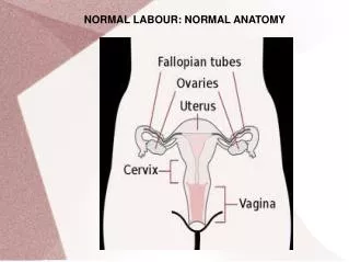 NORMAL LABOUR: NORMAL ANATOMY