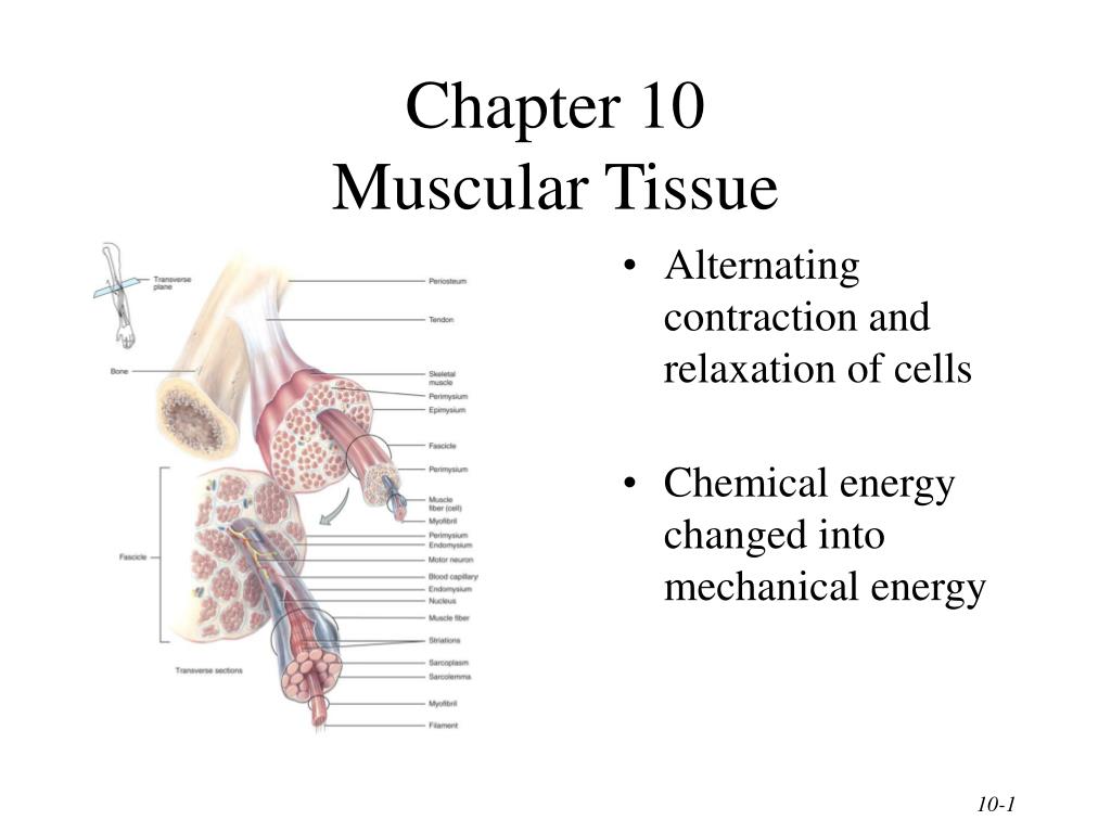 PPT - Chapter 10 Muscular Tissue PowerPoint Presentation, free download ...