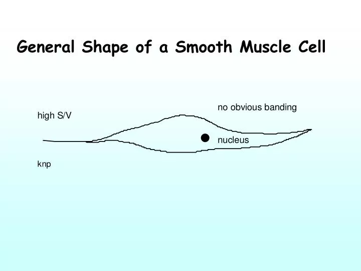 general shape of a smooth muscle cell