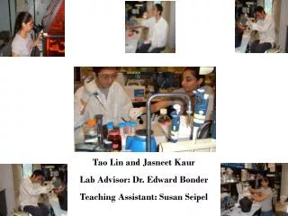 Tao Lin and Jasneet Kaur Lab Advisor: Dr. Edward Bonder Teaching Assistant: Susan Seipel