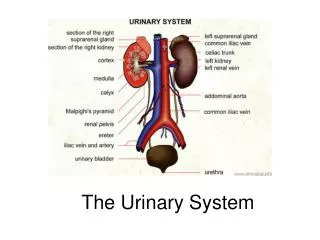 The Urinary System