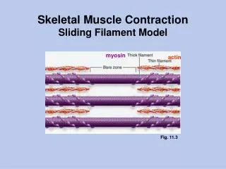Skeletal Muscle Contraction Sliding Filament Model