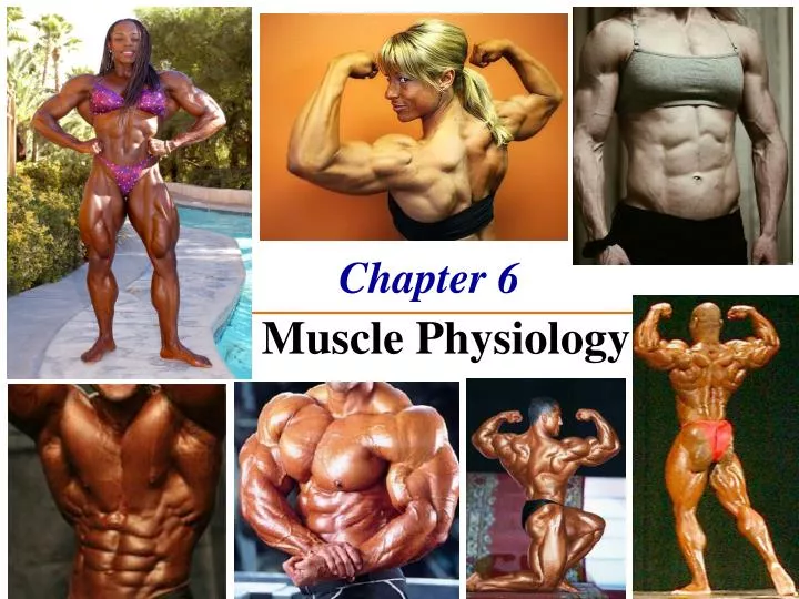 chapter 6 the muscle physiology