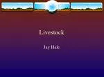 Livestock - slide 1