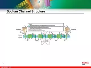 Sodium Channel Structure