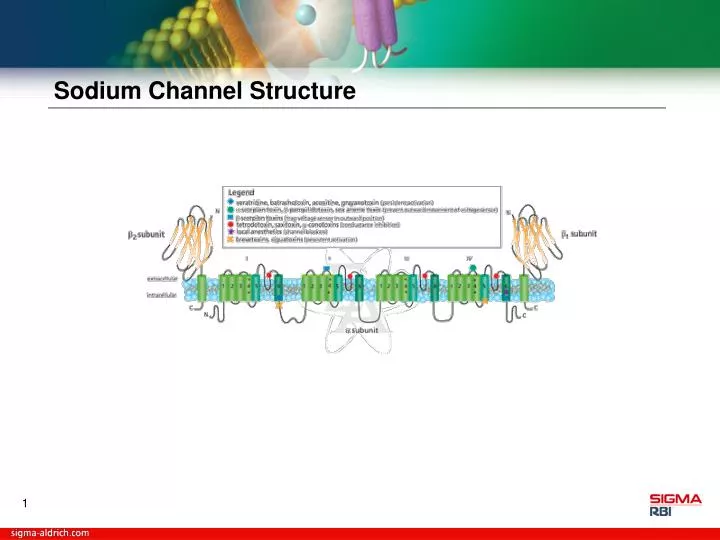 sodium channel structure